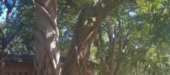 Nyangombe Backpackers