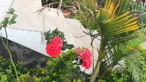 A garden with various plants and flowers, including red roses and palm-like plants.