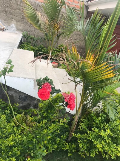 Hostel las Palmas