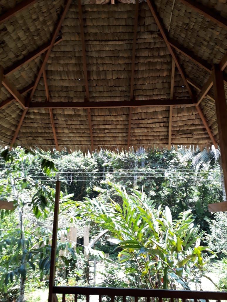 A thatched roof structure with a view of dense foliage.