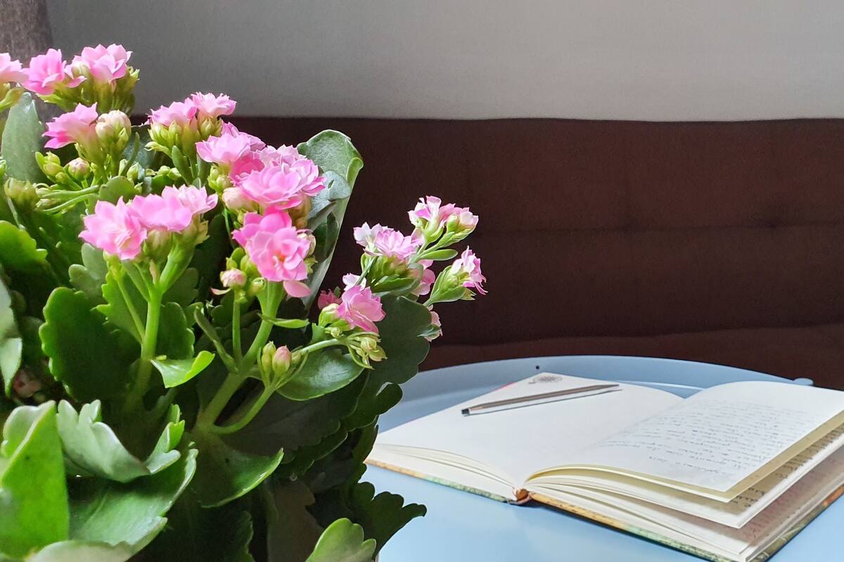 A blue round table with an open book and a pen, a brown sofa, and a potted plant with pink flowers.