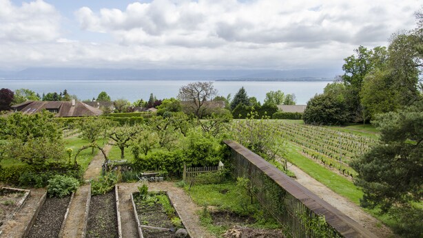 Viñedo con filas de vides y vista al mar.