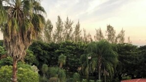 Un jardín ajardinado con palmeras, un camino de piedra y un pequeño edificio de techo rojo.