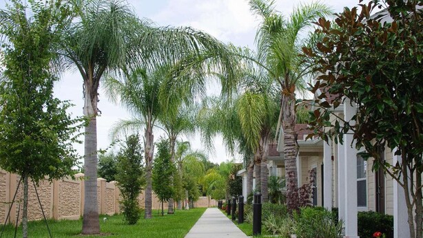 Una calle residencial bordeada de palmeras y casas, con aceras y jardines bien cuidados.