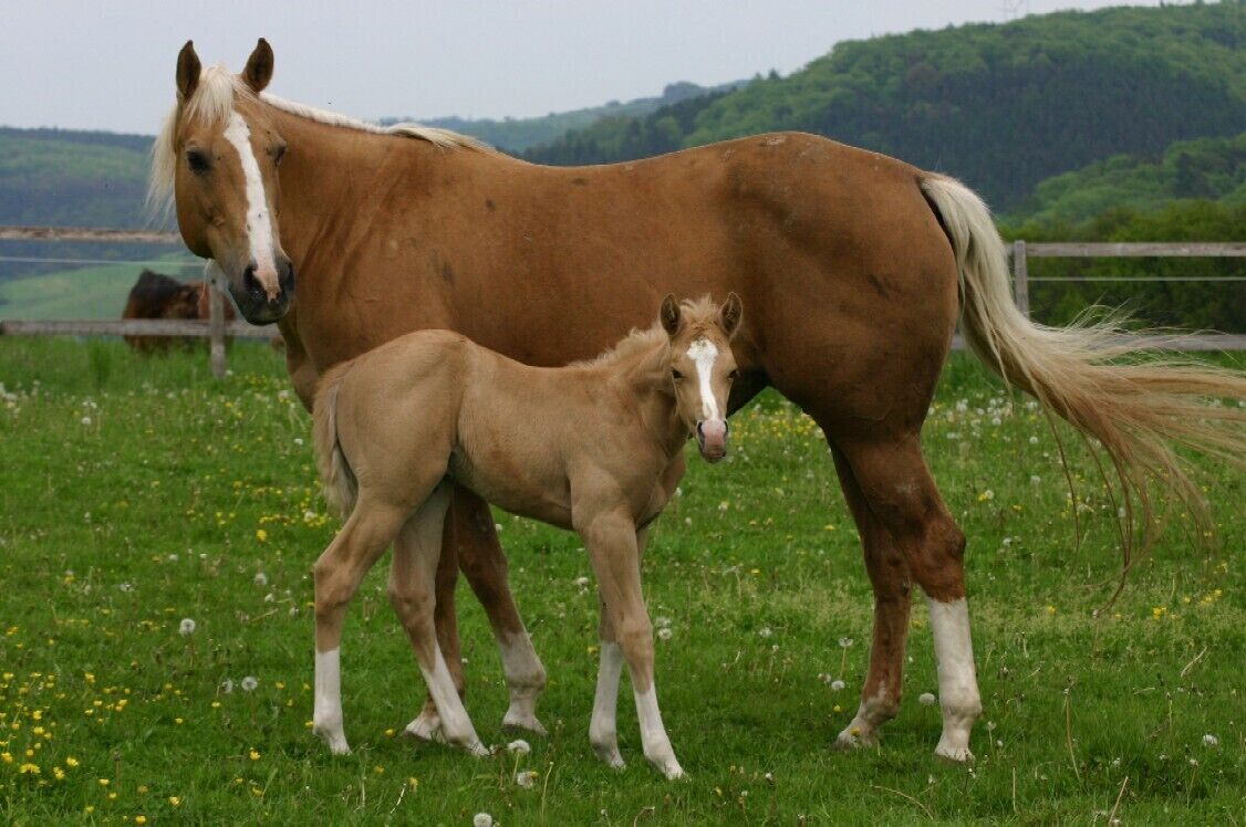 Un cheval et son poulain dans un champ herbeux, avec une clôture et des arbres en arrière-plan.
