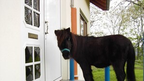 Un caballo parado en un porche con baldosas, una puerta blanca y paneles de vidrio.