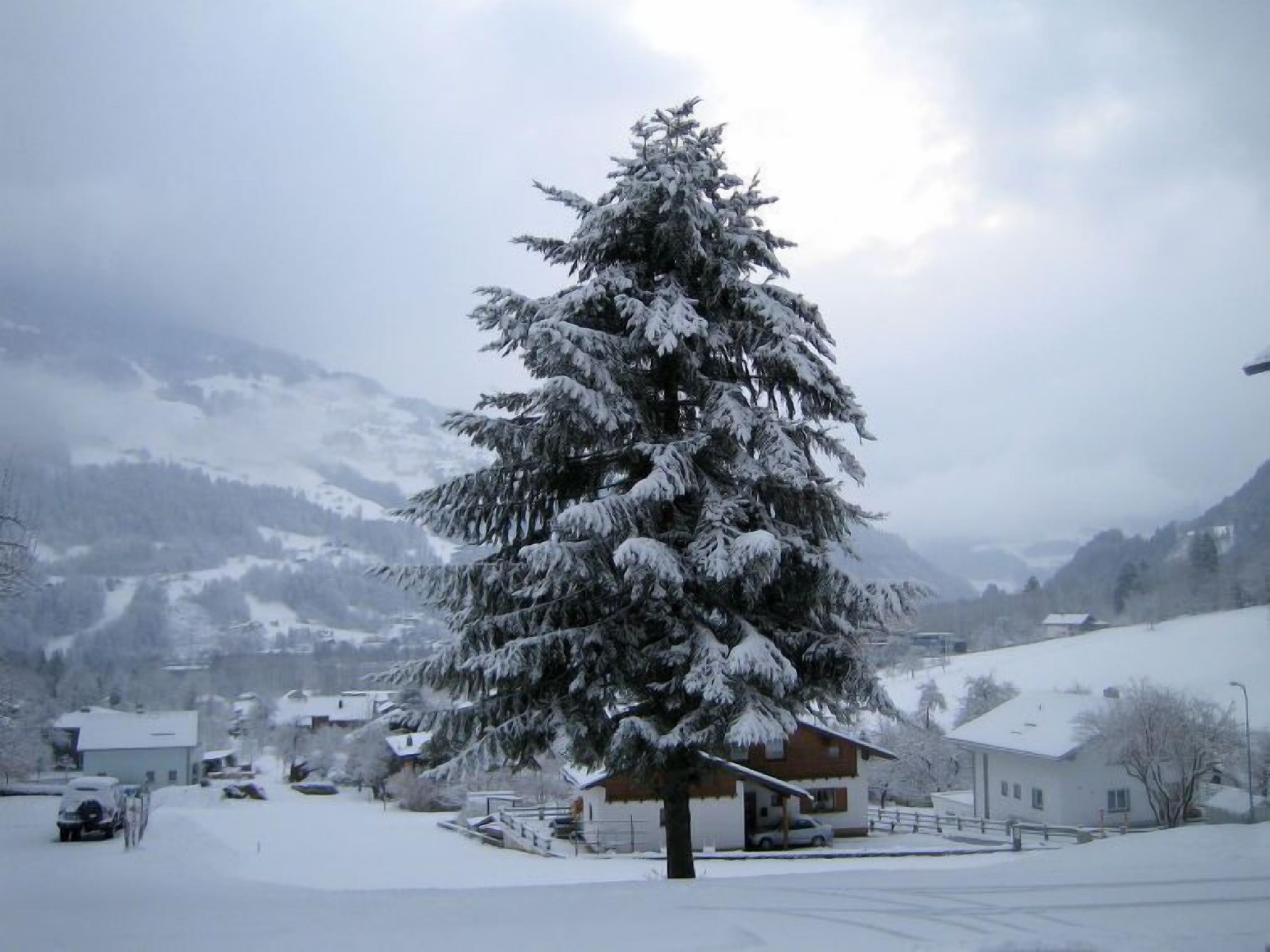 Un arbre recouvert de neige dans un quartier résidentiel, avec des maisons et des montagnes en arrière-plan.