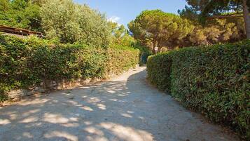 A paved pathway flanked by dense hedges and trees, leading towards a building.