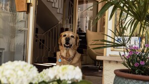 En hund sitter inomhus, med en trappa och en stol i bakgrunden.