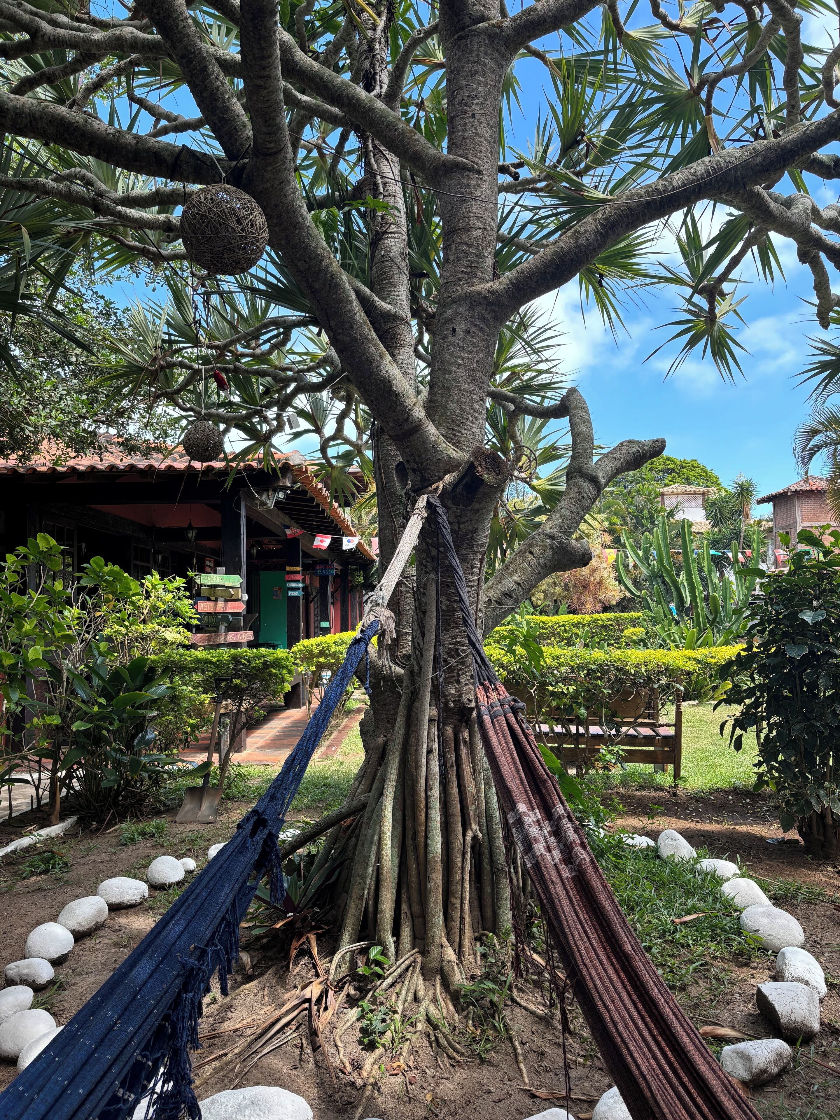 A hammock tied between tree trunks in a garden with a house in the background.