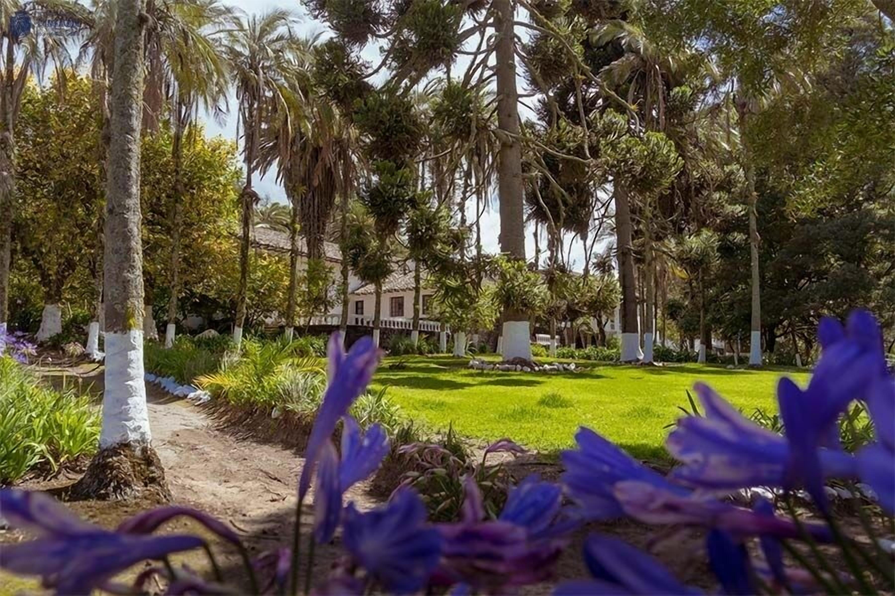 A garden with a pathway, palm trees, and purple flowers.