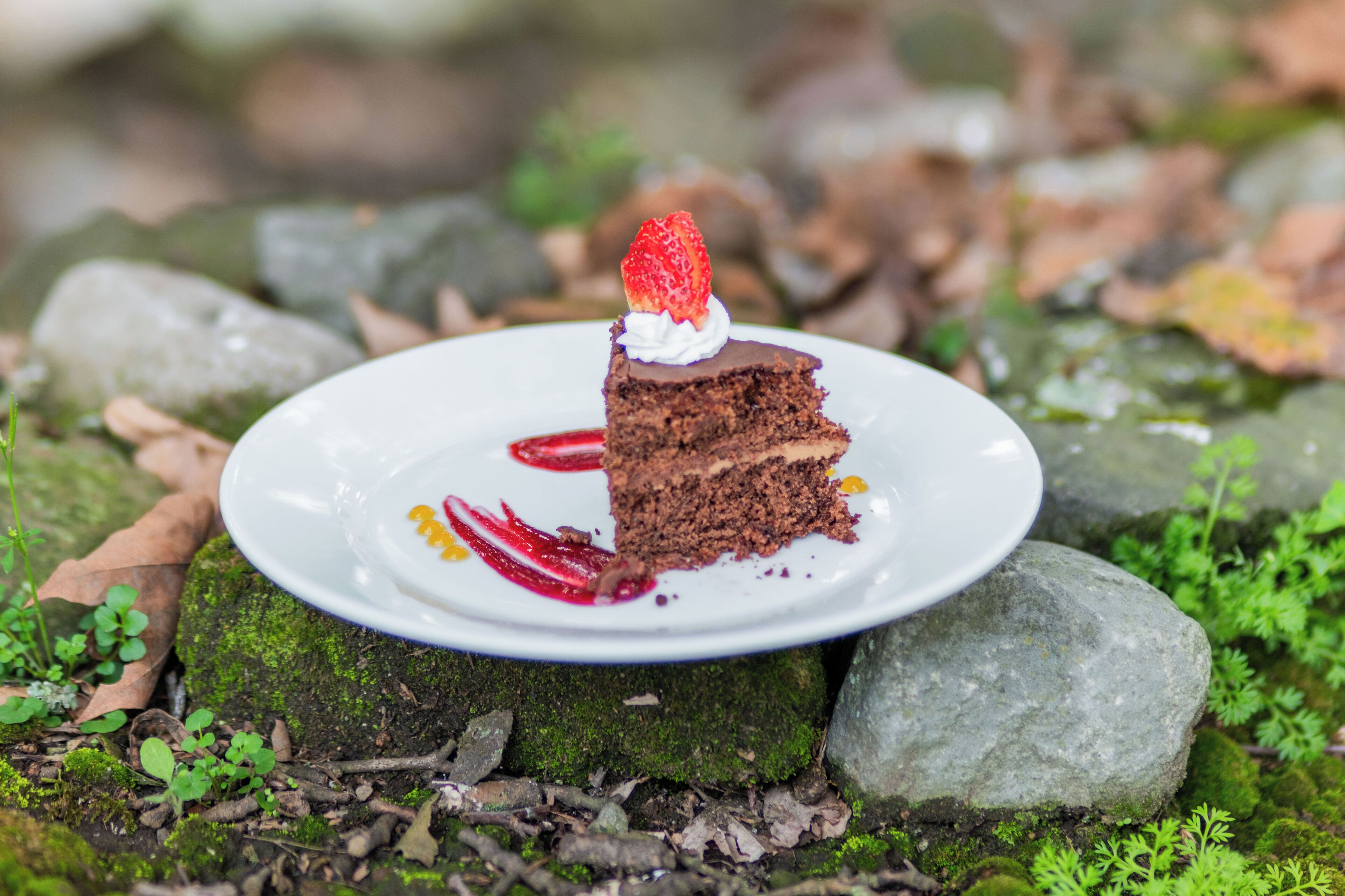 Una porción de pastel de chocolate con una fresa sobre un plato blanco, colocada sobre una roca cubierta de musgo.