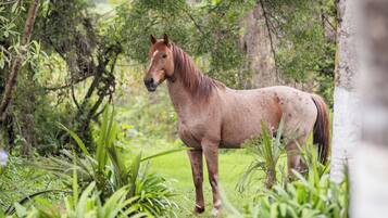 Un cheval se tient dans un champ verdoyant, luxuriant, avec un feuillage dense et des arbres en arrière-plan.
