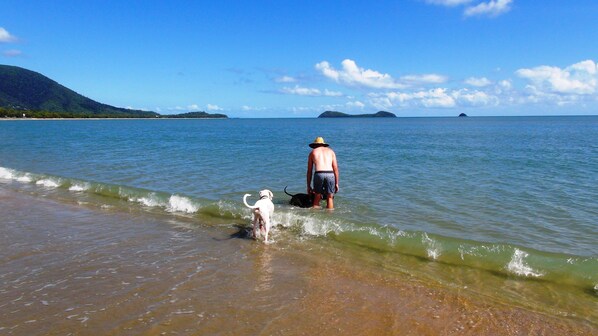 Une scène de plage avec un homme et un chien dans une eau peu profonde, un ciel dégagé et des îles au loin.