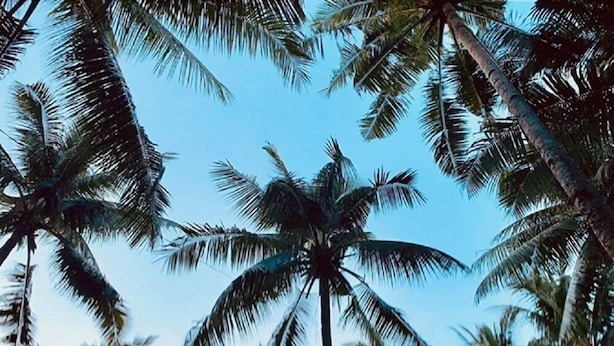 A two-story building with a thatched roof, surrounded by palm trees. There are motorcycles parked in front, and a staircase leads to the upper level. - Maharlika Siargao (General Luna)