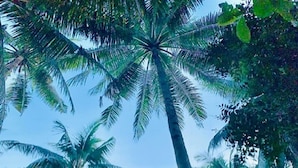 A two-story building with a balcony, surrounded by palm trees. - Maharlika Siargao (General Luna)