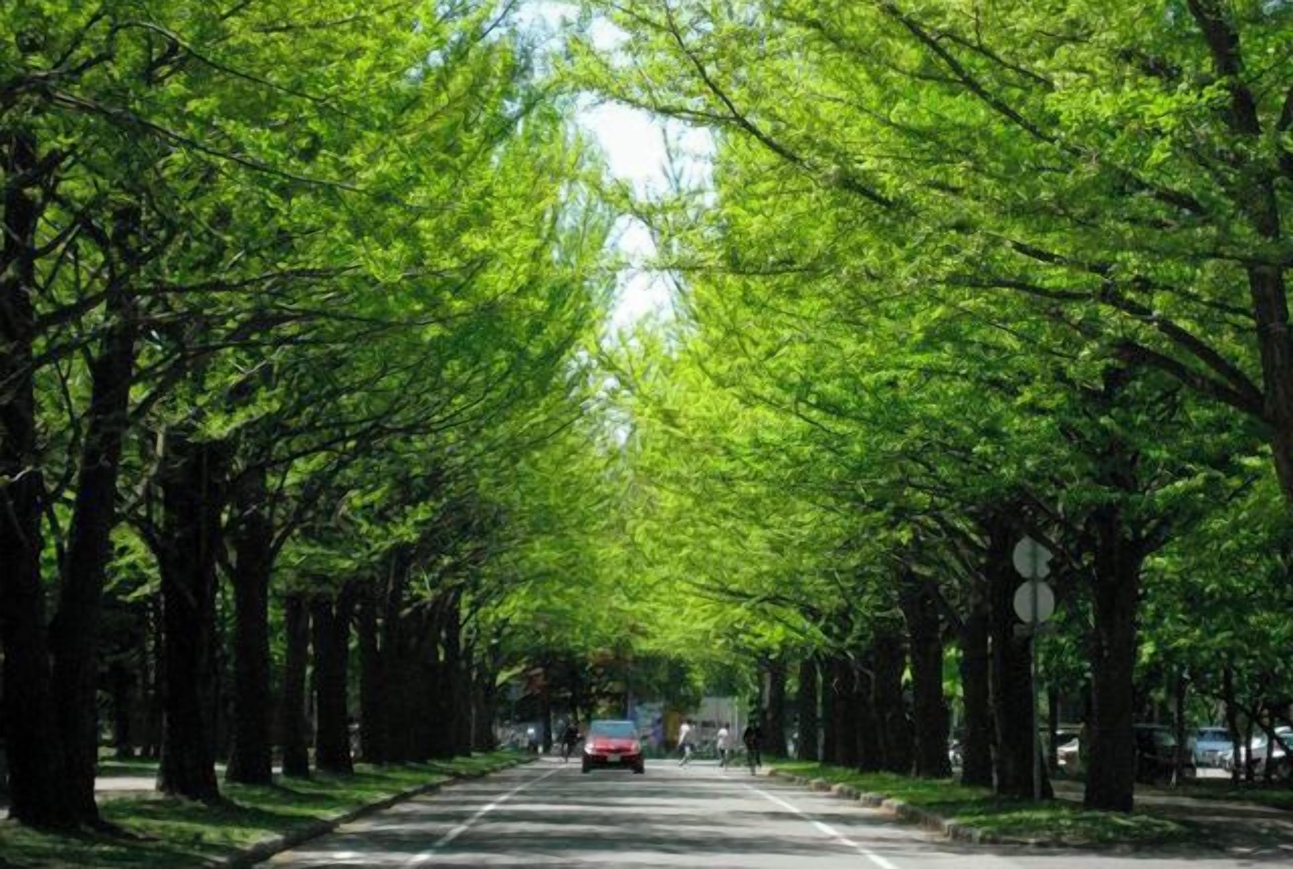 A tree-lined street with a car and a pedestrian.