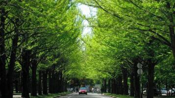 A tree-lined street with a car and a pedestrian.