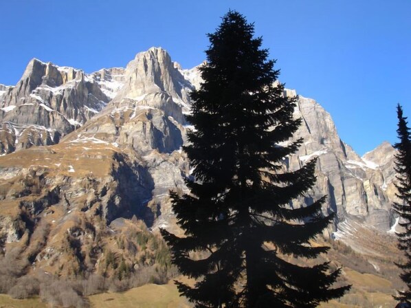 Paisaje de montaña con un árbol de hoja perenne destacado en primer plano.