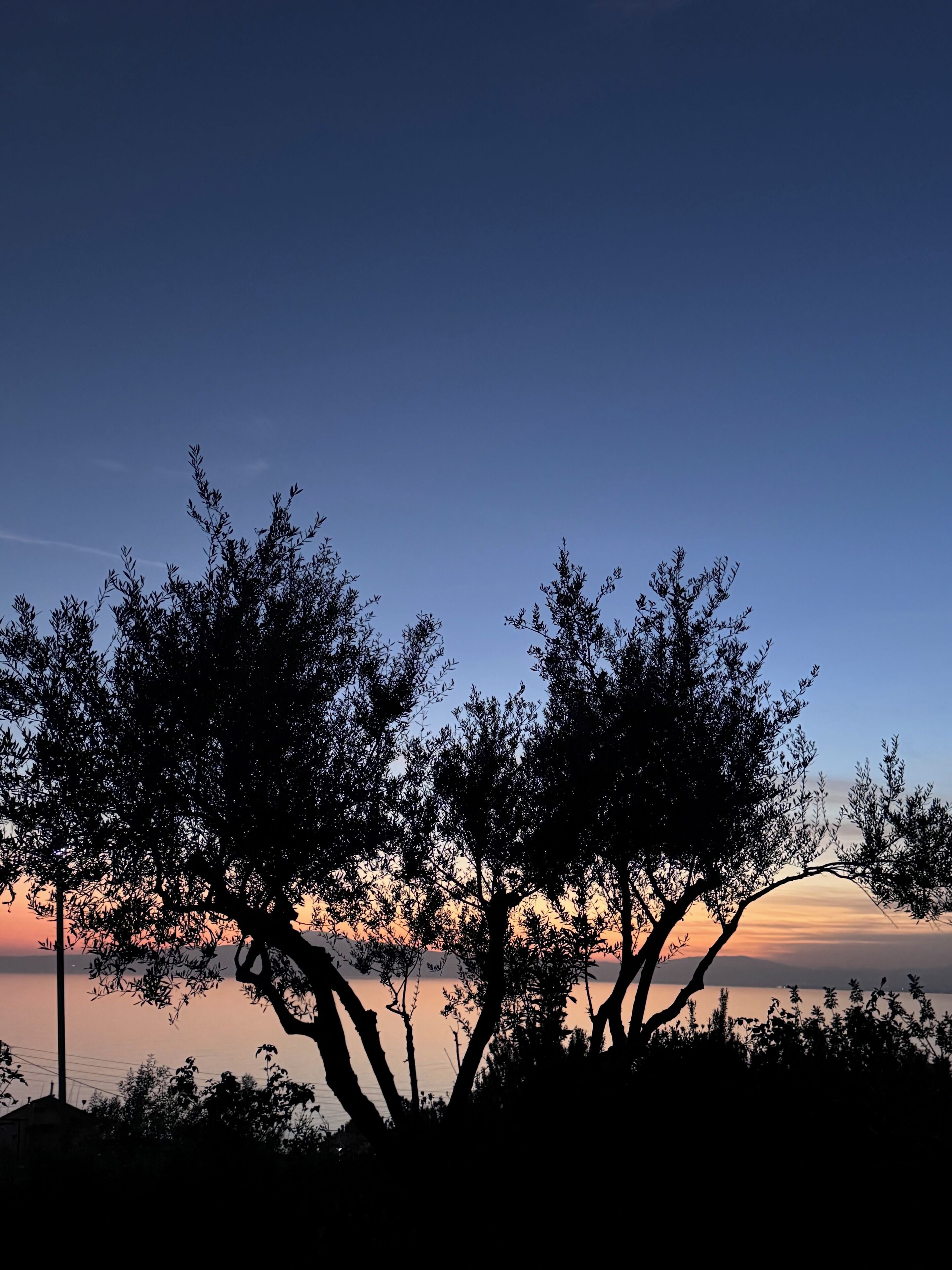 A silhouette of trees against a sunset sky.
