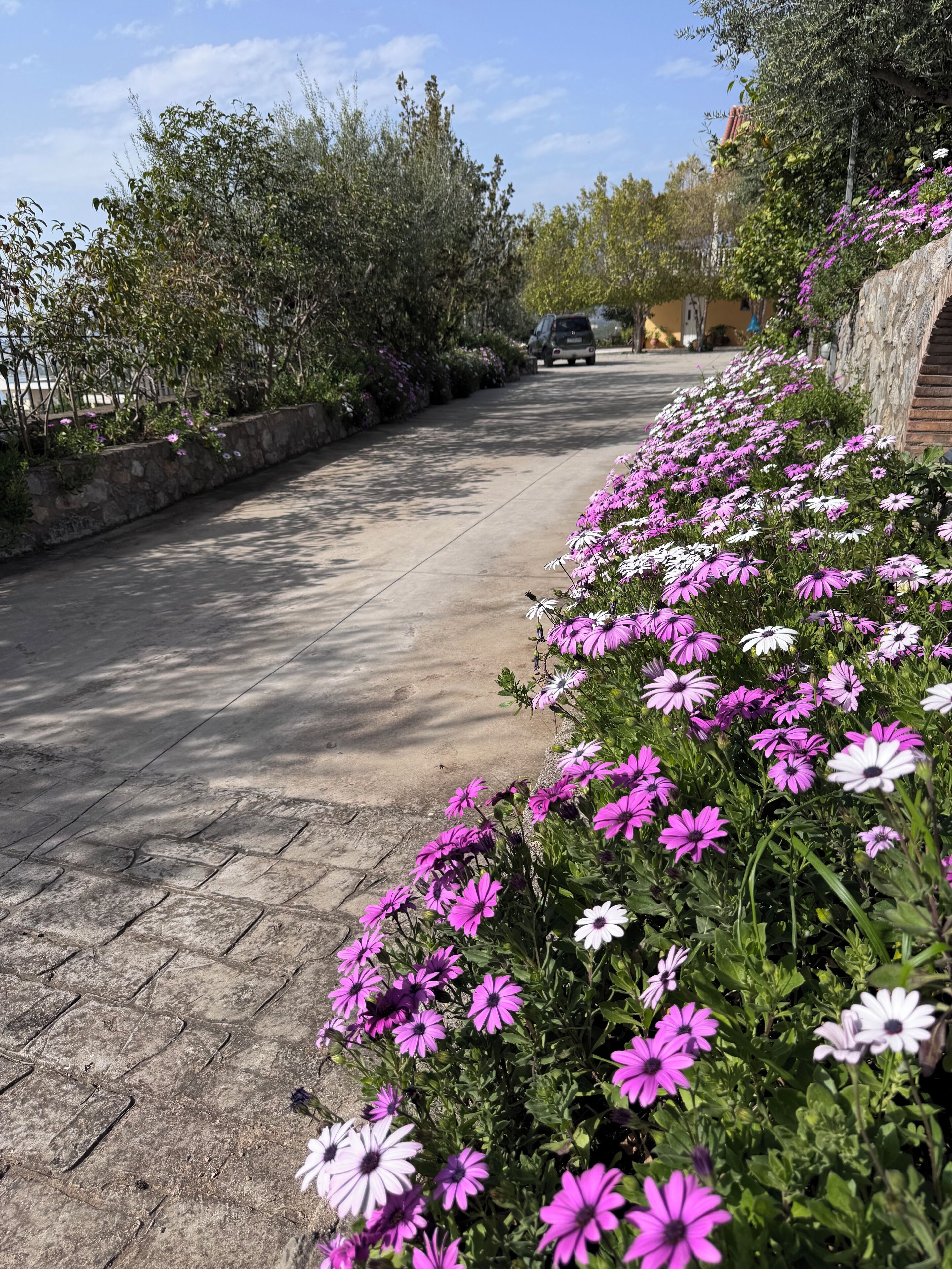 A paved pathway lined with vibrant purple and white flowers, leading to a building with a stone wall and a vehicle parked nearby.