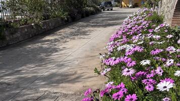 A paved pathway lined with vibrant purple and white flowers, leading to a building with a stone wall and a vehicle parked nearby.