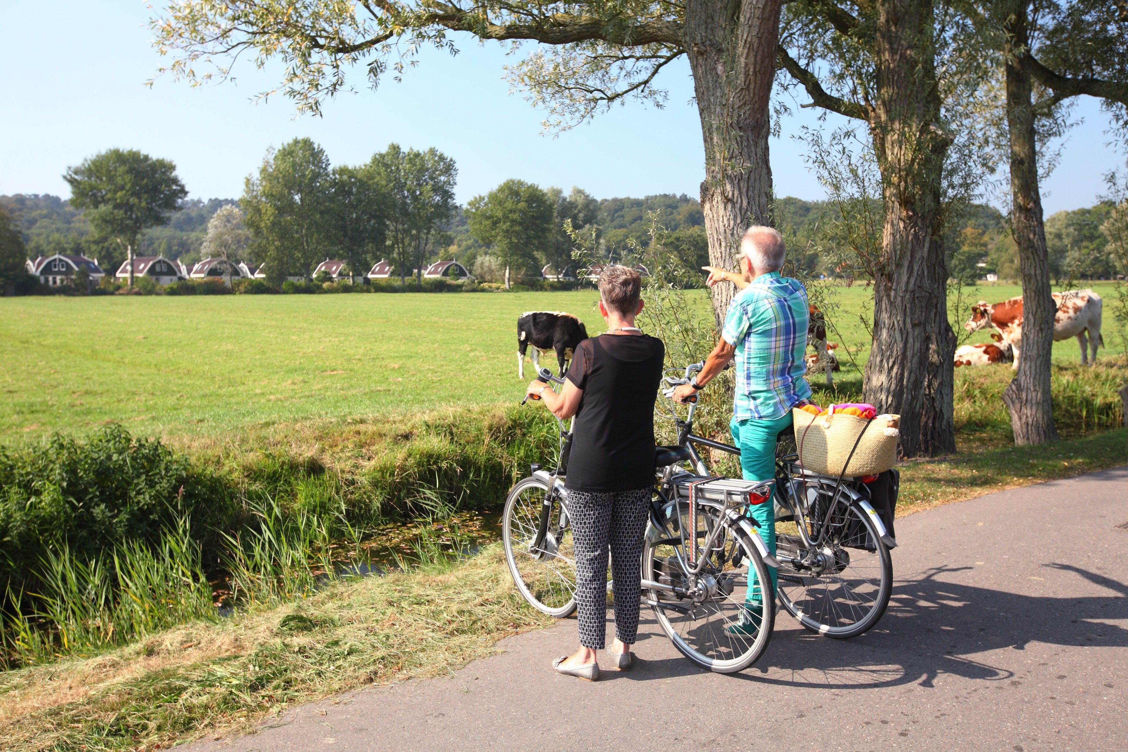 Un chemin bordé d’arbres, avec des vélos et une personne debout, d’où l’on peut admirer un champ verdoyant où paissent des vaches.