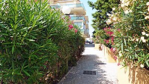 A narrow pathway flanked by lush green hedges and flowering plants, leading to a multi-story building with balconies.
