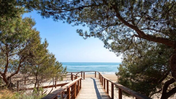 A wooden boardwalk leading to a beach with pine trees on either side.