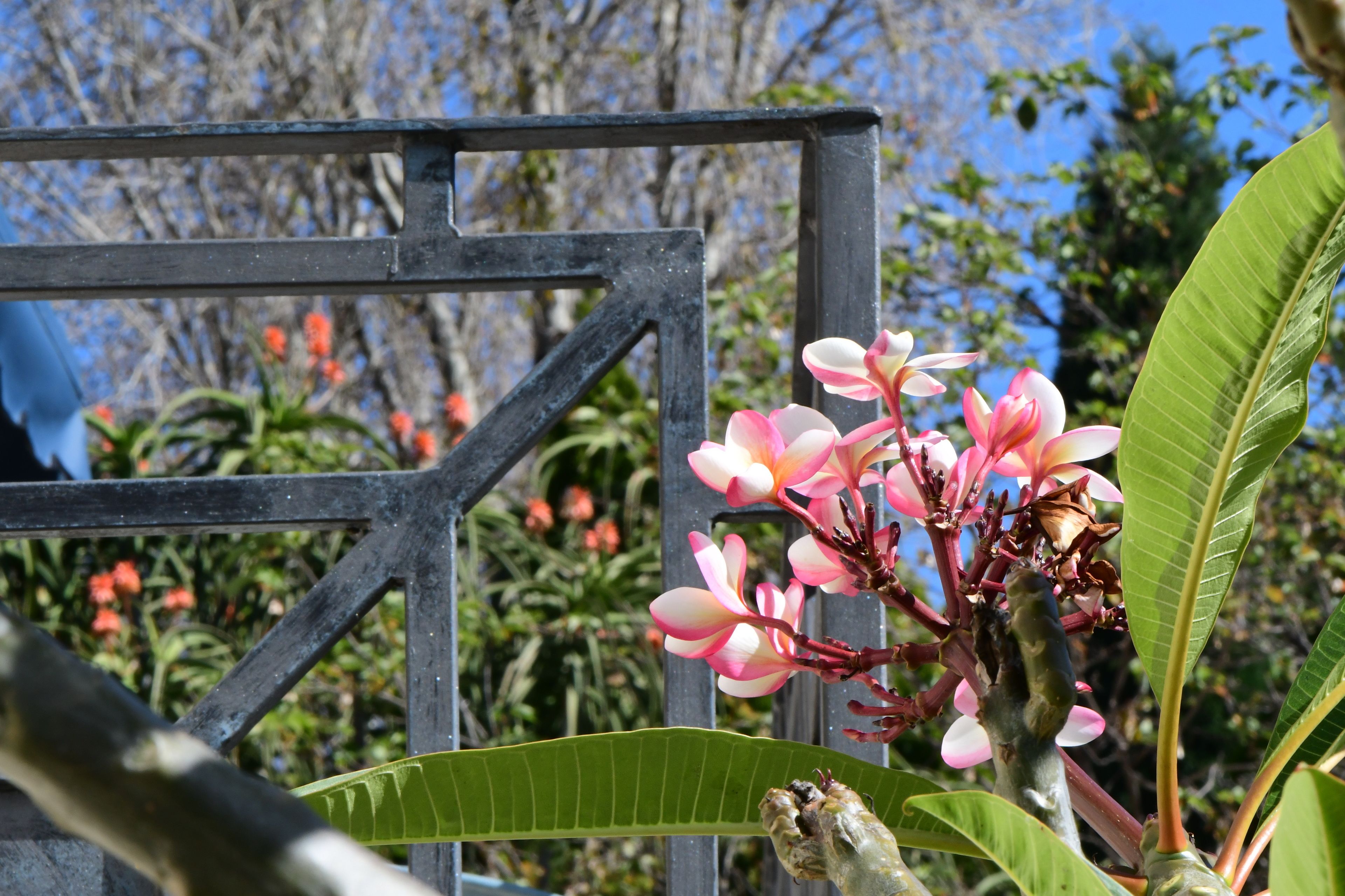 Foto - Highgrove Guesthouse Morningside Sandton