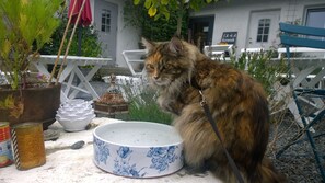 A cat sitting on a table with a floral-patterned bowl, surrounded by potted plants and outdoor furniture.