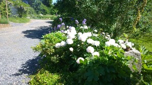 A gravel path leading through a garden with white flowers and green foliage. - Elisetorp (Kivik)