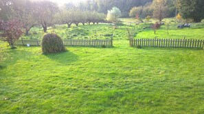A grassy field with a wooden fence, trees, and a small bush.