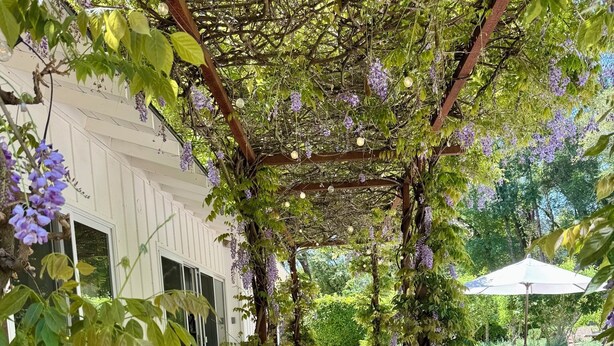 Un espace extérieur aménagé en terrasse, doté d’une pergola recouverte de fleurs violettes, entouré de chaises blanches et d’une table en bois.