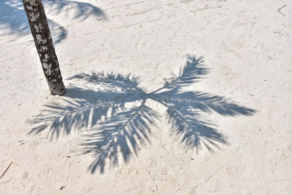 A palm tree casting a shadow on the sand. - Amaité Beach Hotel (Isla Holbox)