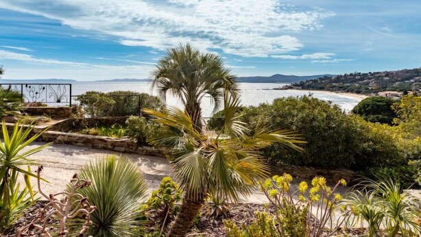 A coastal landscape with a palm tree, various shrubs, and a view of the sea and distant hills.