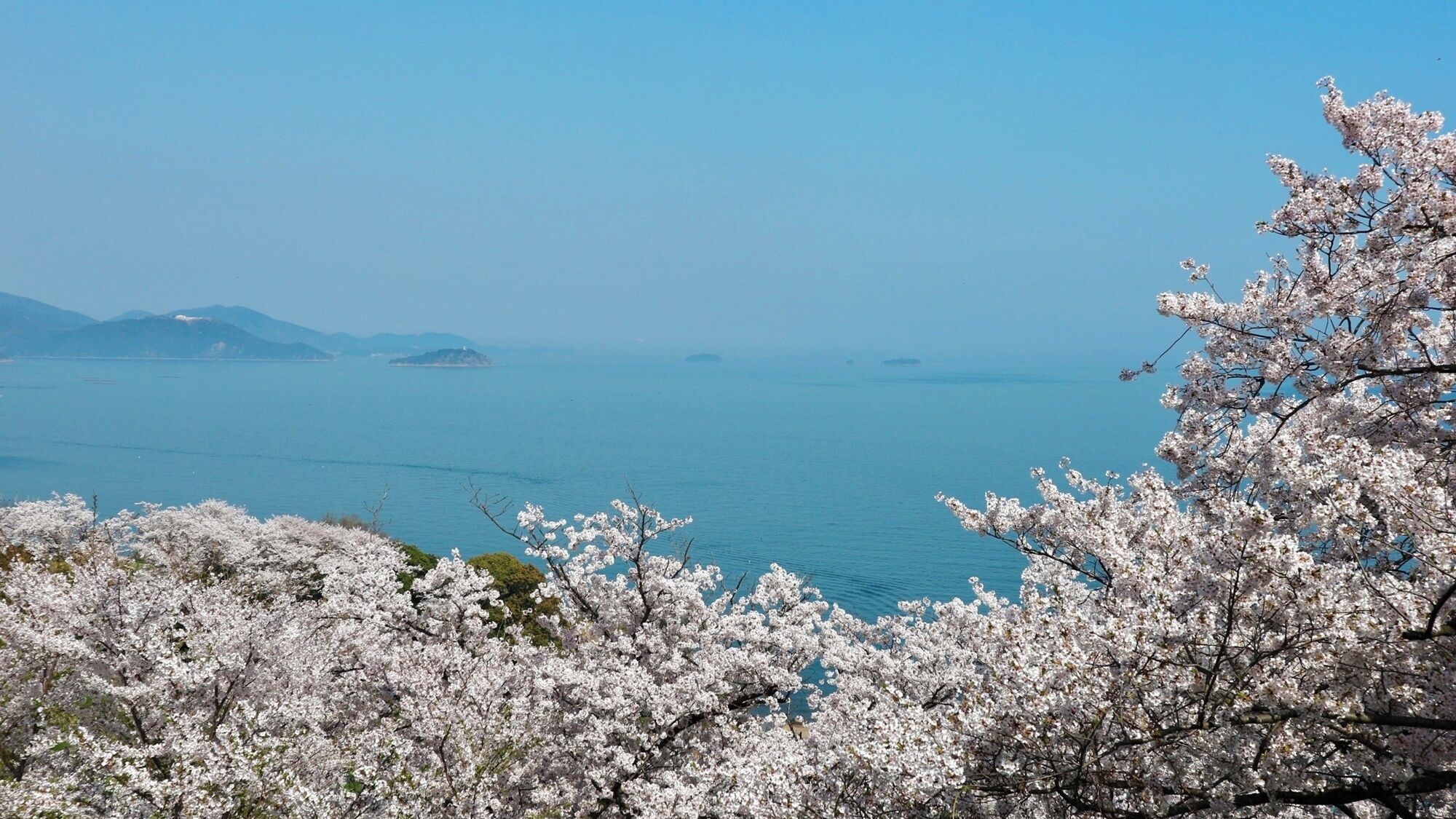 A coastal landscape with cherry blossoms in the foreground and a clear view of the sea and distant islands.