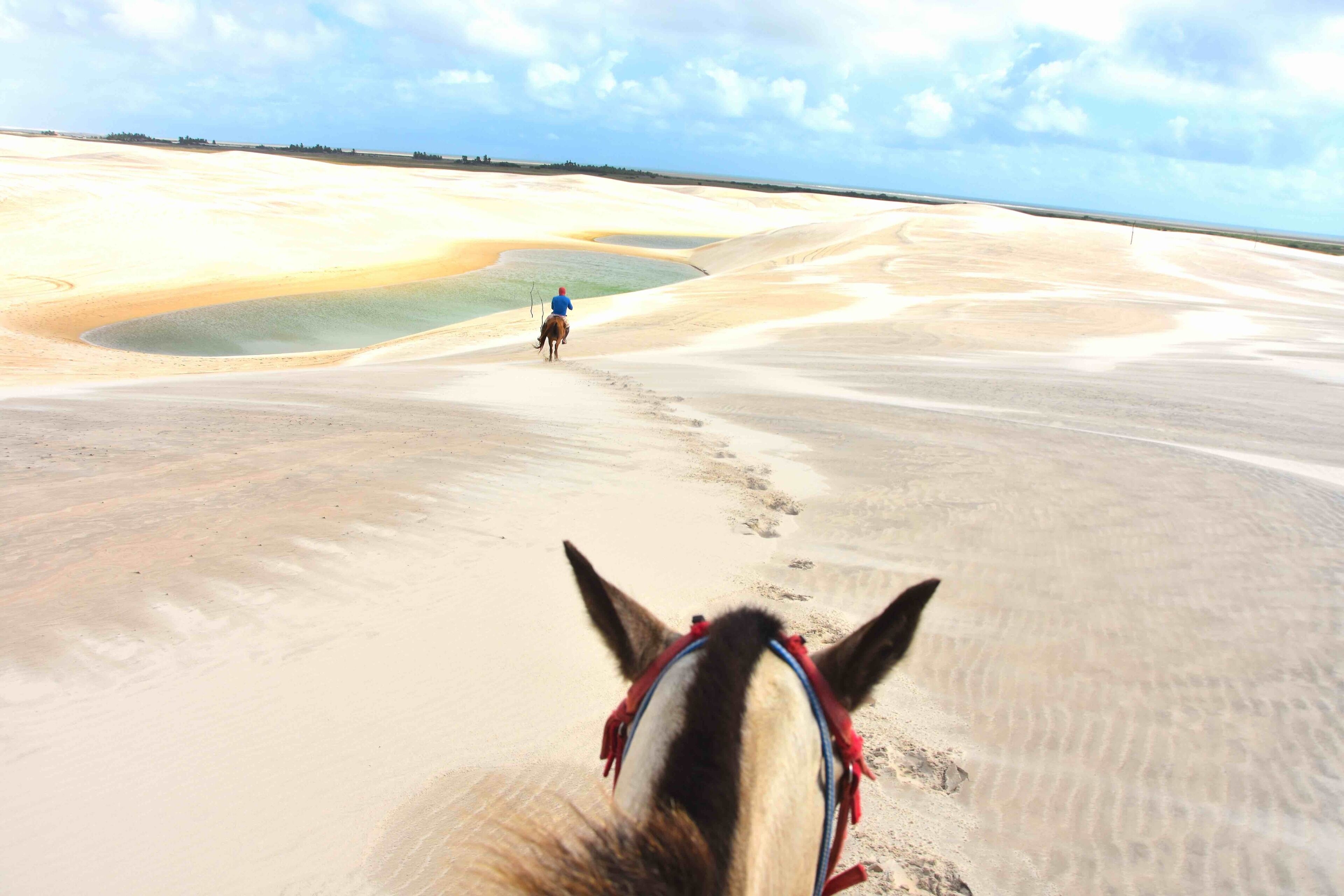 Het hoofd van een paard met een teugels in rood en blauw, bezien van achteren, op een zandig terrein met waterplassen, met een ruiter in de verte.