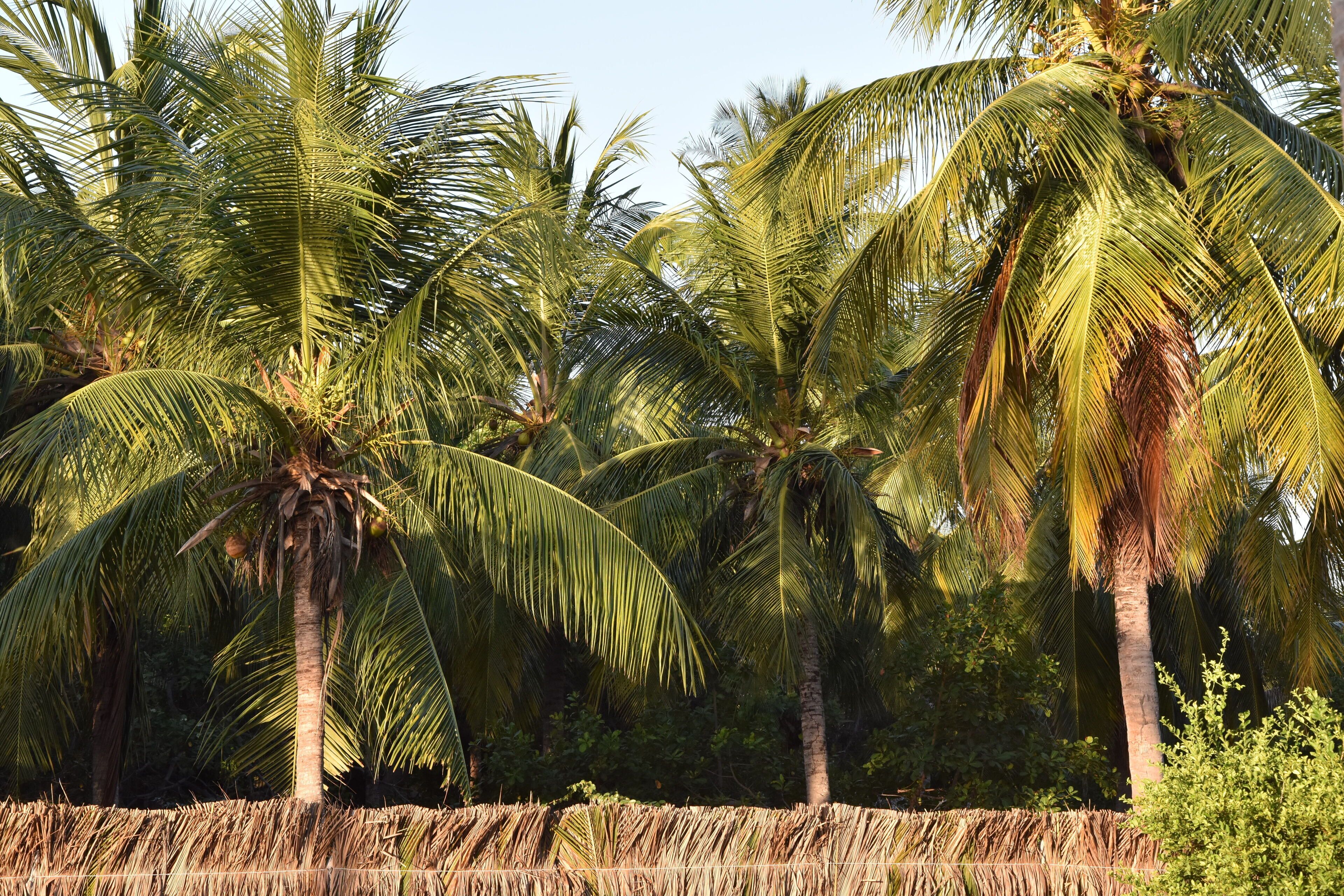 Un paysage tropical avec des palmiers et une structure surmontée d’un toit de chaume.