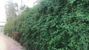 A paved pathway alongside a dense green hedge. - MN Apartment (Siem Reap)
