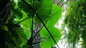 A dense forest canopy with large green leaves and branches. - Little Ryukyu Hermit Crab Homestay (Liuqiu)