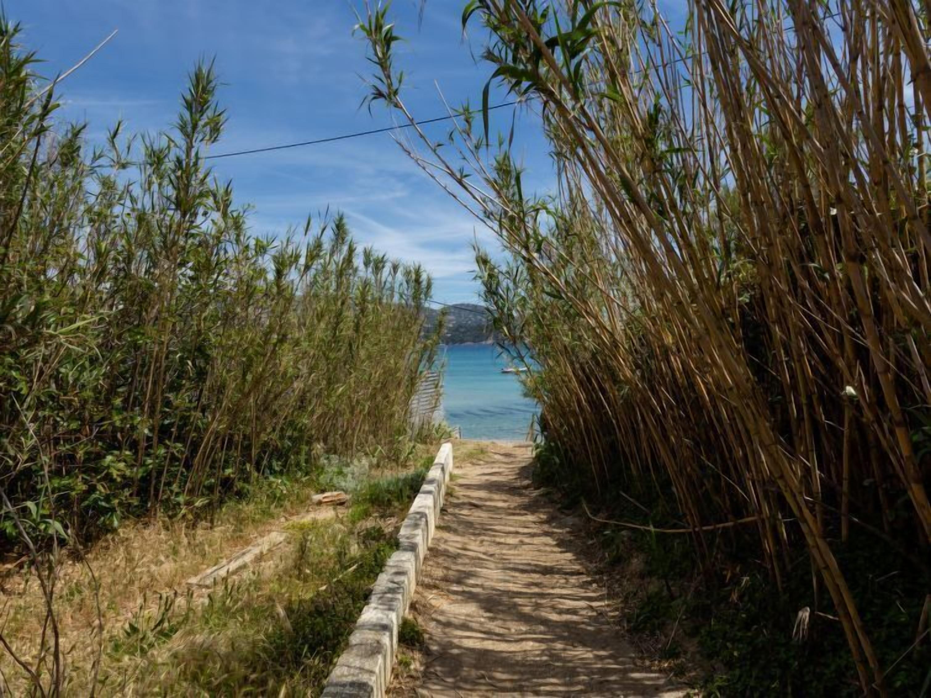 A narrow concrete pathway flanked by dense bamboo vegetation leading to a body of water.