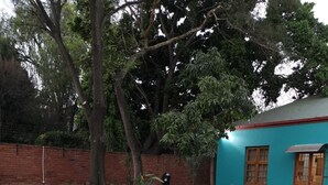 Une cour pavée bordée d’un mur en briques, un petit jardin agrémenté de plantes en pot et un bâtiment à l’extérieur bleu et à la porte en bois.