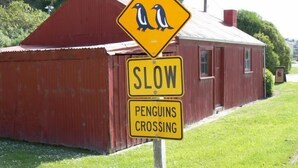 Een rood gebouw met een geel bord waarop een pinguinoversteek en een 'SLOW'-bord staat.