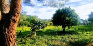 Vue sur le jardin