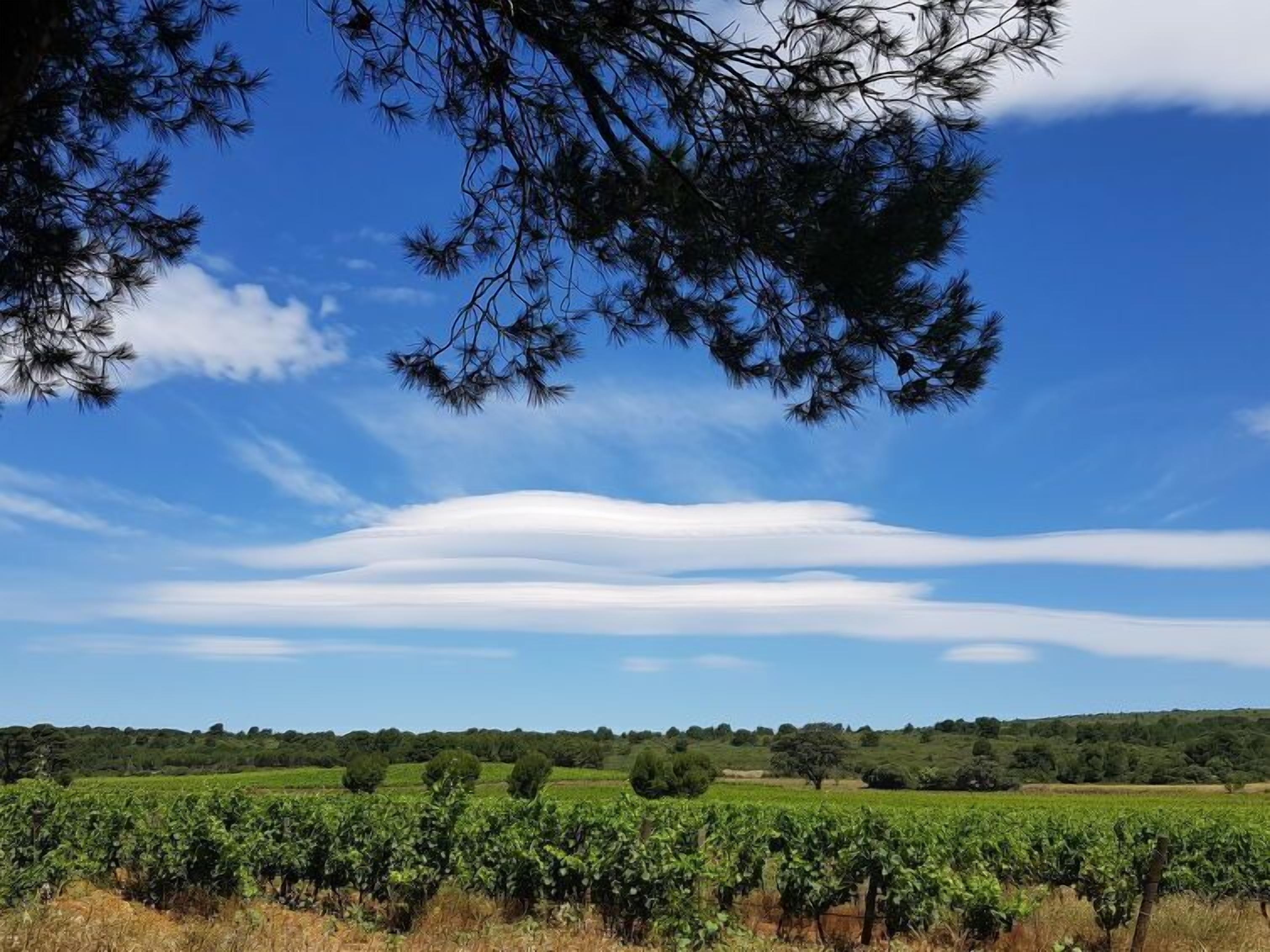 Un vignoble où s’étendent des rangées de vignes sous un ciel dégagé.