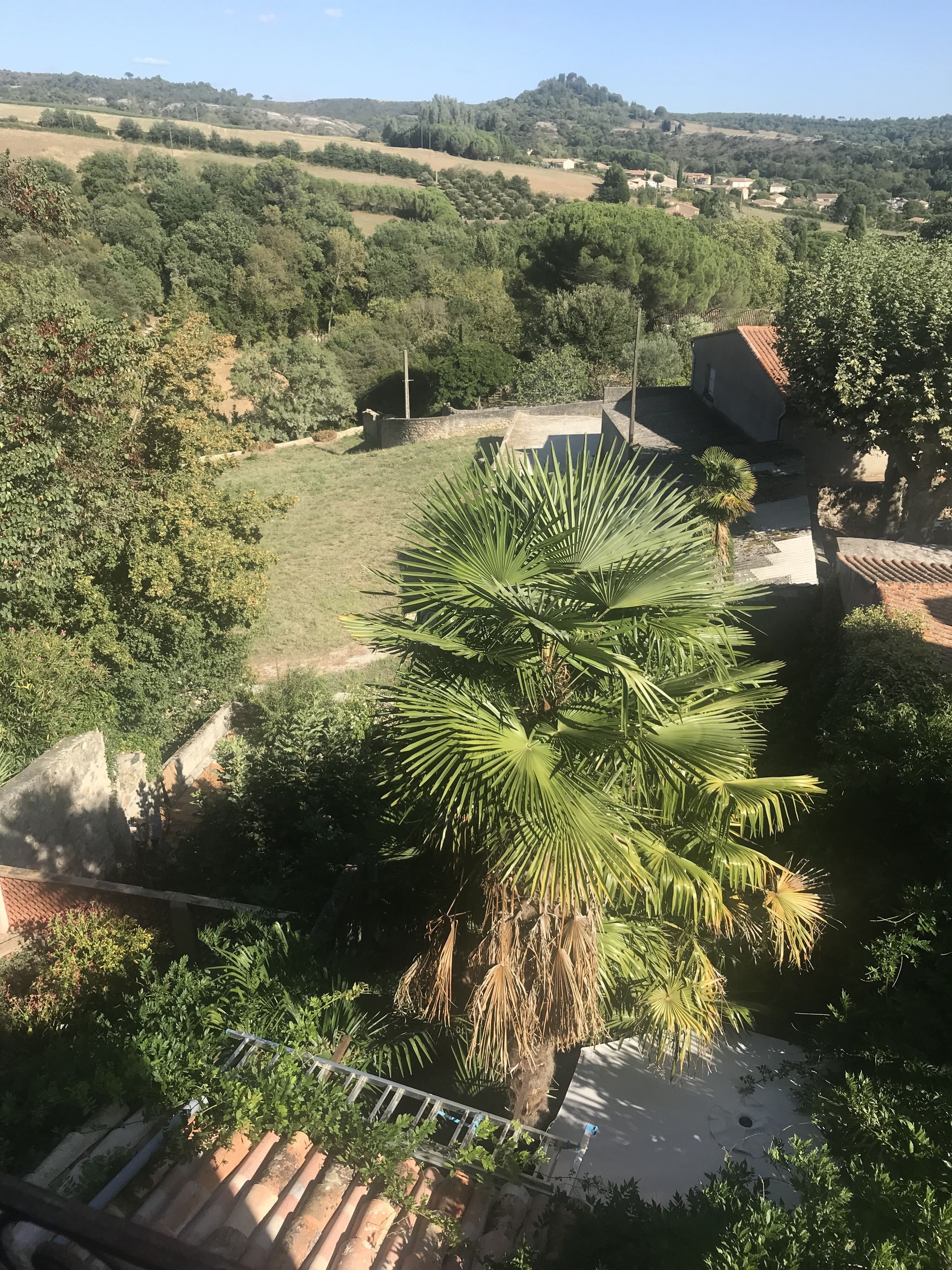 Vista de un jardín exuberante con una palmera destacada, un muro de piedra y un edificio de techo rojo.