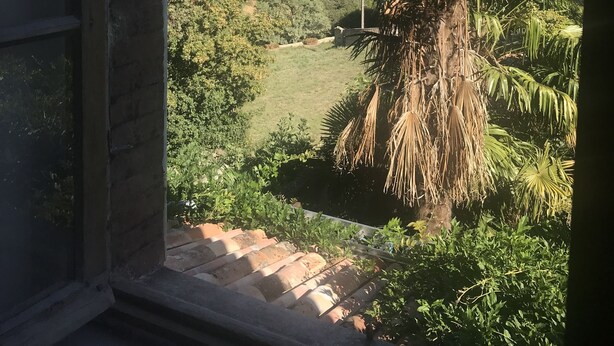 A view from a window overlooking a lush landscape with a prominent palm tree and a distant hill. - Librairie Abelard (Montolieu)