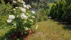 Jardí amb roses blanques i diversos arbustos.