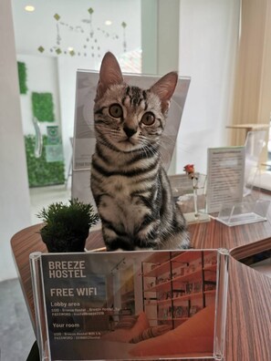 A cat sitting on a table with a sign indicating free WiFi in the lobby area and a room.